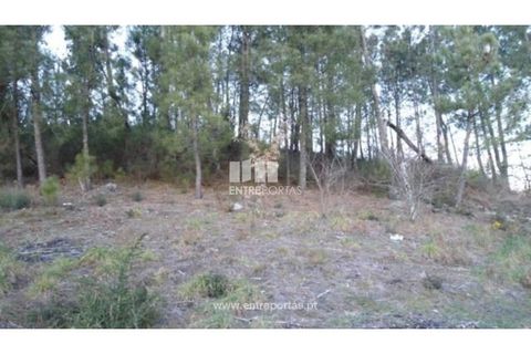 Terra a Ancede e Ribadouro, Porto, Ancede e Ribadouro - € 40.000 | Ref: MC05379 - foto 2