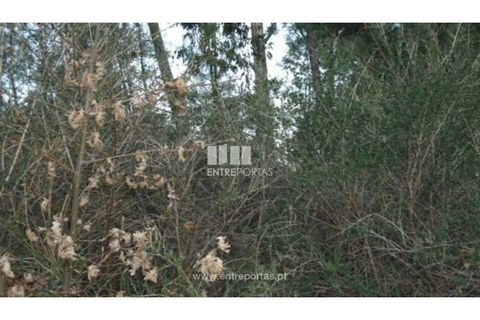 Terra a Ancede e Ribadouro, Porto, Ancede e Ribadouro - € 40.000 | Ref: MC05379 - foto 5