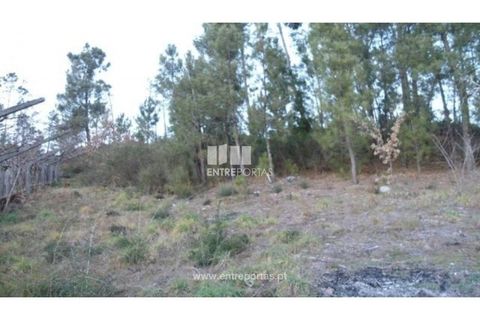 Terra a Ancede e Ribadouro, Porto, Ancede e Ribadouro - € 40.000 | Ref: MC05379 - foto 7