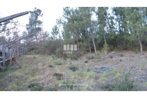 Terra a Ancede e Ribadouro, Porto, Ancede e Ribadouro - € 40.000 | Ref: MC05379 - foto 8