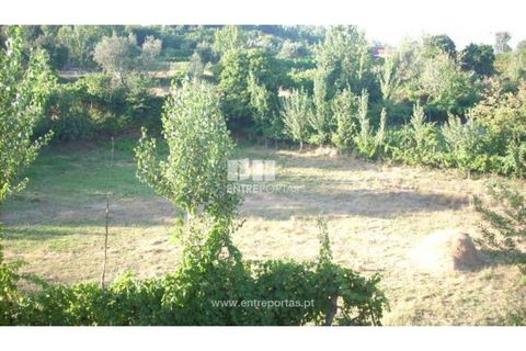 Terra a Cinfaes, Viseu, Cinfaes - € 23.500 | Ref: MC05973 - foto 3