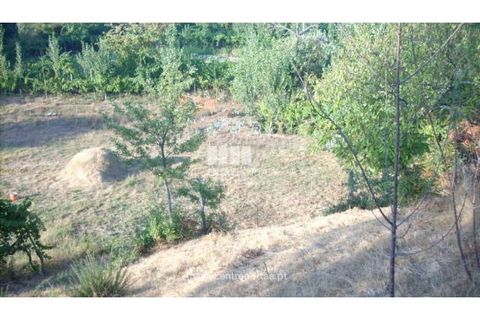 Terra a Cinfaes, Viseu, Cinfaes - € 23.500 | Ref: MC05973 - foto 6