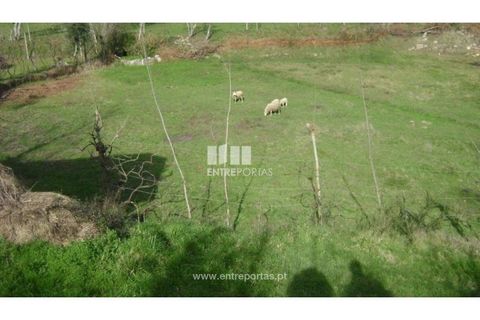 Terra a Cinfaes, Viseu, Cinfaes - € 23.500 | Ref: MC05973 - foto 12