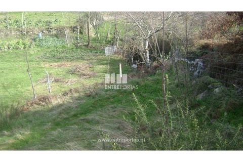 Terra a Cinfaes, Viseu, Cinfaes - € 23.500 | Ref: MC05973 - foto 14