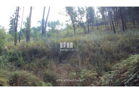 Helårsgrund i Amarante, Porto, Amarante - € 40.000 | Ref: MC06130 - foto 1