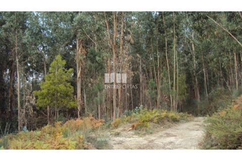 Terra a Galegos, Porto, Galegos - € 21.000 | Ref: MC06301 - foto 6