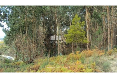 Terra a Galegos, Porto, Galegos - € 21.000 | Ref: MC06301 - foto 10