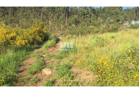 Terra a Barroselas, Viana do Castelo, Barroselas - € 133.000 | Ref: VCC11250 - foto 4