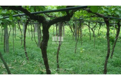 Terra a Banho e Carvalhosa, Porto, Banho e Carvalhosa - € 56.500 | Ref: MC06783 - foto 2