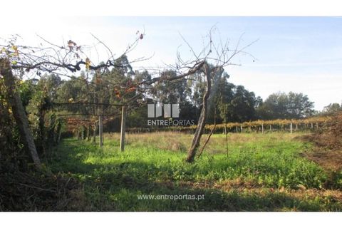 Helårsgrund i Barroselas, Viana do Castelo, Barroselas - € 8.500 | Ref: VCM11468(1) - foto 2