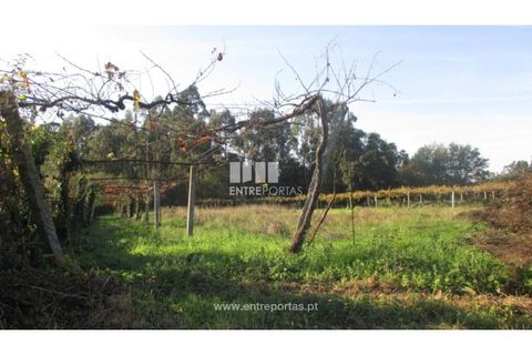 Helårsgrund i Barroselas, Viana do Castelo, Barroselas - € 8.500 | Ref: VCM11468(1) - foto 15