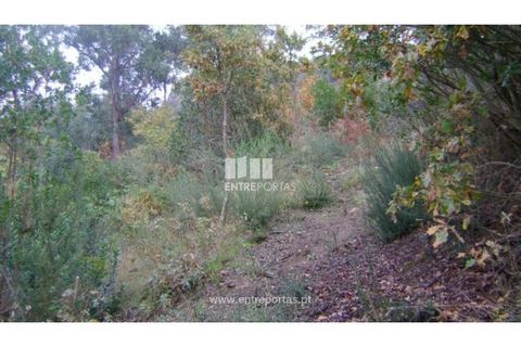 Terra a Resende, Viseu, Resende - € 20.000 | Ref: MC07197 - foto 3