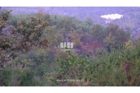 Terra a Resende, Viseu, Resende - € 20.000 | Ref: MC07197 - foto 5