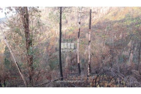 Helårsgrund i Amarante, Porto, Amarante - € 7.000 | Ref: MC07307 - foto 4