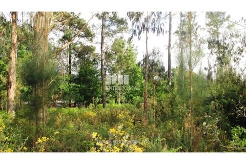 Terra em Abrantes, Santarem, Abrantes - € 15.900 | Ref: VCM11706 - foto 9