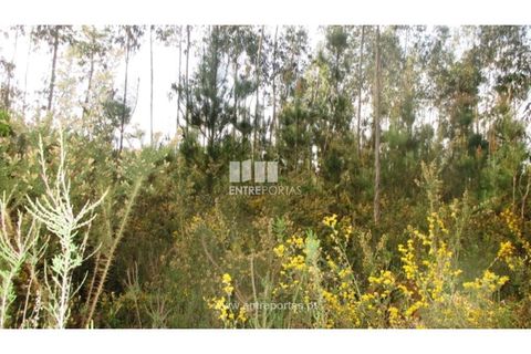 Terra em Abrantes, Santarem, Abrantes - € 15.900 | Ref: VCM11706 - foto 12