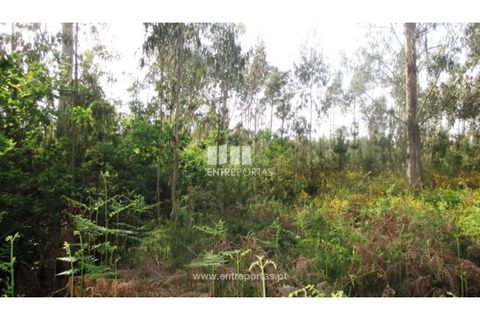 Terra em Abrantes, Santarem, Abrantes - € 15.900 | Ref: VCM11706 - foto 22