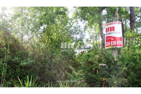 Terra em Abrantes, Santarem, Abrantes - € 15.900 | Ref: VCM11706 - foto 26