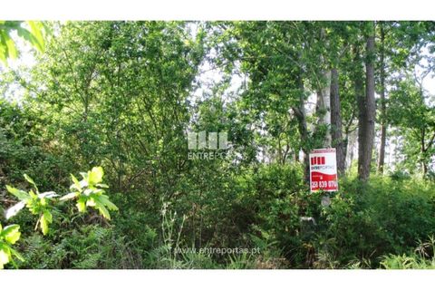 Terra em Abrantes, Santarem, Abrantes - € 15.900 | Ref: VCM11706 - foto 28