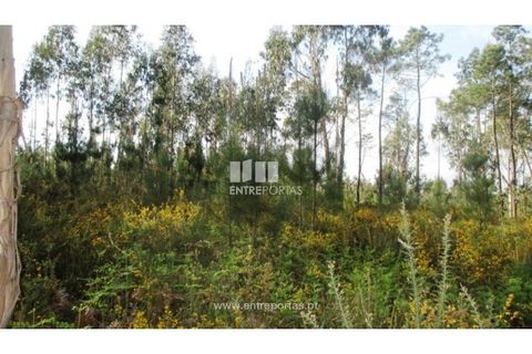 Terra em Abrantes, Santarem, Abrantes - € 15.900 | Ref: VCM11706 - foto 2
