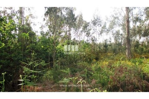 Terra em Abrantes, Santarem, Abrantes - € 15.900 | Ref: VCM11706 - foto 3