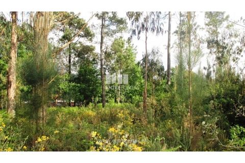 Terra em Abrantes, Santarem, Abrantes - € 15.900 | Ref: VCM11706 - foto 4