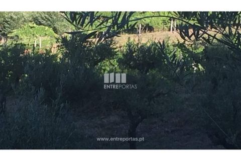 Helårsgrund i Ancede e Ribadouro, Porto, Ancede e Ribadouro - € 75.000 | Ref: MC07755 - foto 17