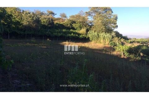 Terra a Ancede e Ribadouro, Porto, Ancede e Ribadouro - € 20.000 | Ref: MC07772 - foto 4