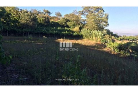 Terra a Ancede e Ribadouro, Porto, Ancede e Ribadouro - € 20.000 | Ref: MC07772 - foto 6