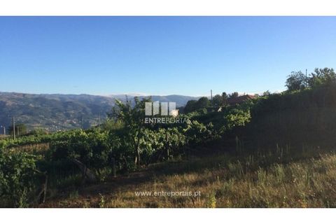 Terra a Ancede e Ribadouro, Porto, Ancede e Ribadouro - € 20.000 | Ref: MC07772 - foto 20