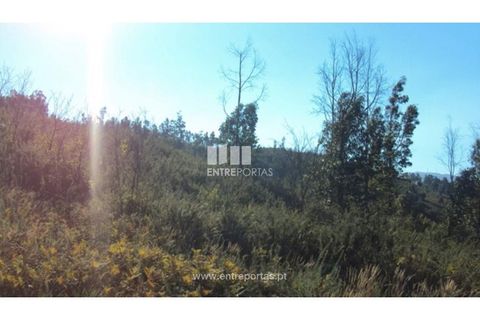 Terra a Ancede e Ribadouro, Porto, Ancede e Ribadouro - € 15.000 | Ref: MC07773 - foto 3