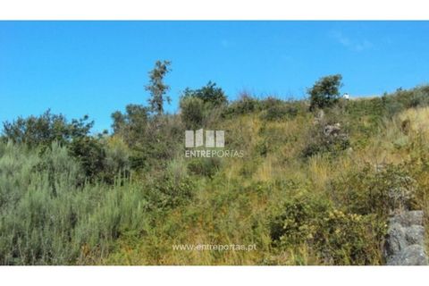 Terra a Ancede e Ribadouro, Porto, Ancede e Ribadouro - € 15.000 | Ref: MC07773 - foto 4