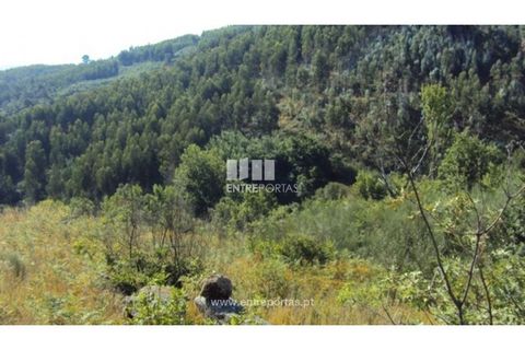 Terra a Ancede e Ribadouro, Porto, Ancede e Ribadouro - € 15.000 | Ref: MC07773 - foto 5