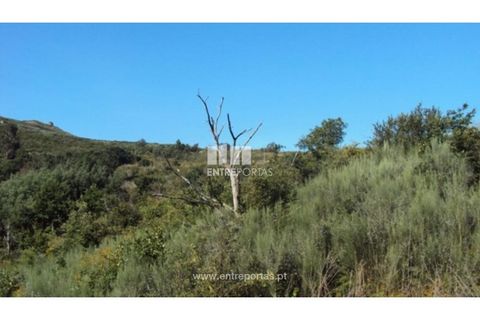 Terra a Ancede e Ribadouro, Porto, Ancede e Ribadouro - € 15.000 | Ref: MC07773 - foto 6