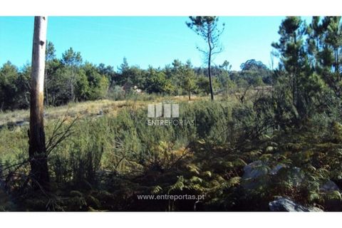 Terra a Ancede e Ribadouro, Porto, Ancede e Ribadouro - € 15.000 | Ref: MC07773 - foto 7