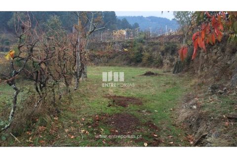 Tomt i Cinfaes, Viseu, Cinfaes - € 40 000 | Ref: MC07981 - foto 3