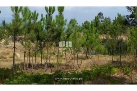 Helårsgrund i Ancede e Ribadouro, Porto, Ancede e Ribadouro - € 37.500 | Ref: MC08113 - foto 2
