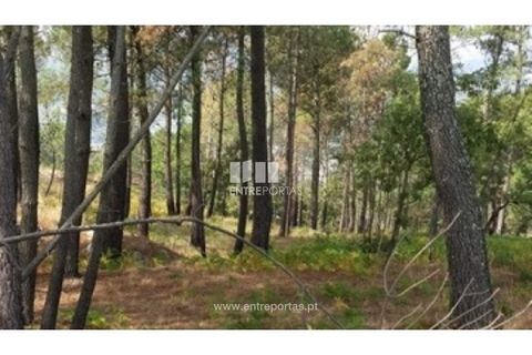 Helårsgrund i Ancede e Ribadouro, Porto, Ancede e Ribadouro - € 37.500 | Ref: MC08113 - foto 7