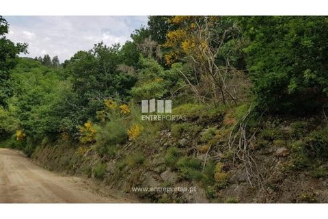 Terra a Ancede e Ribadouro, Porto, Ancede e Ribadouro - € 8.000 | Ref: MC08282 - foto 2