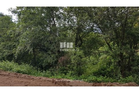 Terra a Ancede e Ribadouro, Porto, Ancede e Ribadouro - € 8.000 | Ref: MC08282 - foto 4