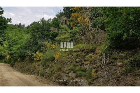 Terra a Ancede e Ribadouro, Porto, Ancede e Ribadouro - € 8.000 | Ref: MC08282 - foto 9