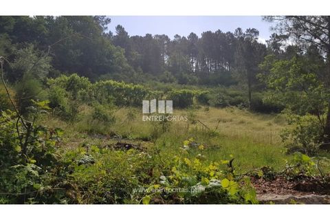 Helårsgrund i Ancede e Ribadouro, Porto, Ancede e Ribadouro - € 17.500 | Ref: MC08283 - foto 9