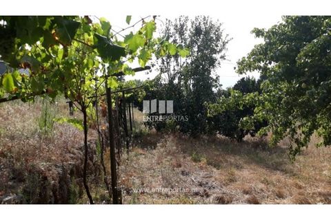 Tomt i Gestaco, Porto, Gestaco - € 57 000 | Ref: MC08386 - foto 12