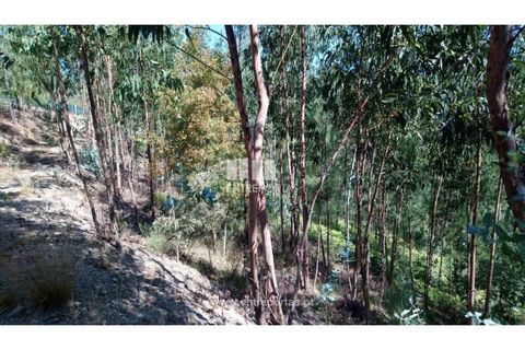 Helårsgrund i Baiao, Porto, Baiao - € 20.000 | Ref: MC08754 - foto 5