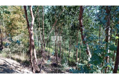 Helårsgrund i Baiao, Porto, Baiao - € 20.000 | Ref: MC08754 - foto 6