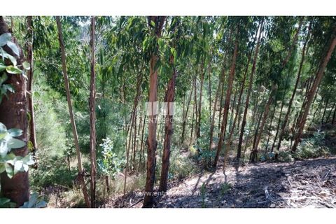 Helårsgrund i Baiao, Porto, Baiao - € 20.000 | Ref: MC08754 - foto 7