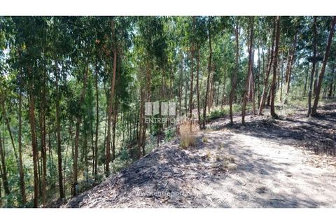 Helårsgrund i Baiao, Porto, Baiao - € 20.000 | Ref: MC08754 - foto 11