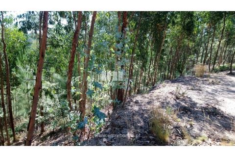 Helårsgrund i Baiao, Porto, Baiao - € 20.000 | Ref: MC08754 - foto 12