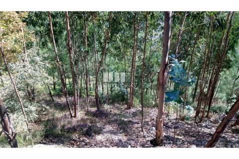 Helårsgrund i Baiao, Porto, Baiao - € 20.000 | Ref: MC08754 - foto 13