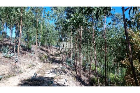 Helårsgrund i Baiao, Porto, Baiao - € 20.000 | Ref: MC08754 - foto 14